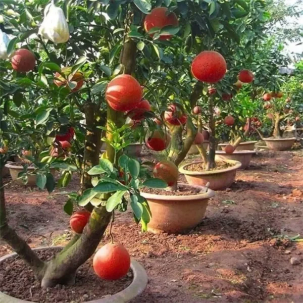 Buy Red Grafted Pomelo, Red Chakotra (Citrus maxima) – Plant from Nursery Nisarga