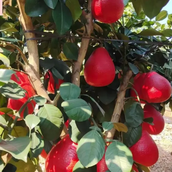 Buy Red Grafted Pomelo, Red Chakotra (Citrus maxima) – Plant from Nursery Nisarga
