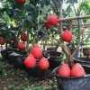 Buy Red Grafted Pomelo, Red Chakotra (Citrus maxima) – Plant from Nursery Nisarga