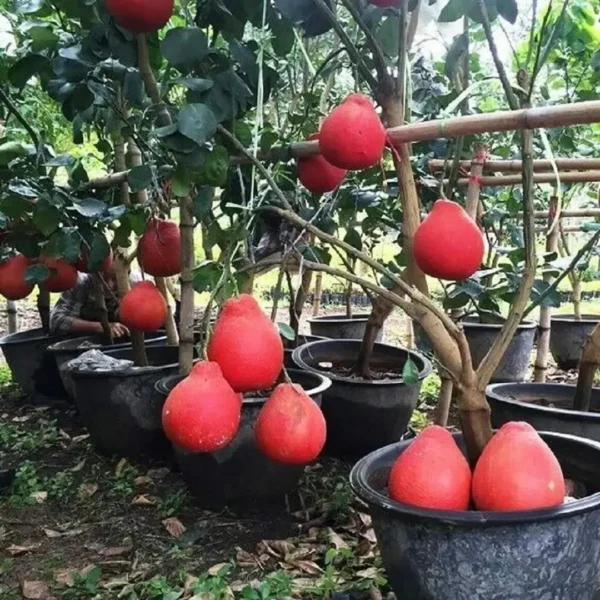 Buy Red Grafted Pomelo, Red Chakotra (Citrus maxima) – Plant from Nursery Nisarga