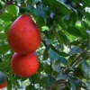 Buy Red Grafted Pomelo, Red Chakotra (Citrus maxima) – Plant from Nursery Nisarga