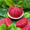 Buy Red Grafted Pomelo, Red Chakotra (Citrus maxima) – Plant from Nursery Nisarga
