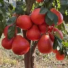 Buy Red Grafted Pomelo, Red Chakotra (Citrus maxima) – Plant from Nursery Nisarga