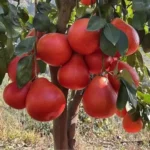 Buy Red Grafted Pomelo, Red Chakotra (Citrus maxima) – Plant from Nursery Nisarga