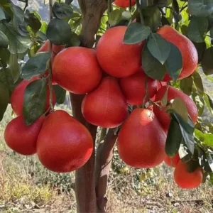 Buy Red Grafted Pomelo, Red Chakotra (Citrus maxima) – Plant from Nursery Nisarga