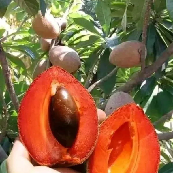 Buy Red Chiku (Manilkara Zapota) "Red Sapota" - Plant from Nursery Nisarga
