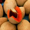 Buy Red Chiku (Manilkara Zapota) "Red Sapota" - Plant from Nursery Nisarga