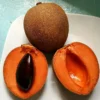Buy Red Chiku (Manilkara Zapota) "Red Sapota" - Plant from Nursery NisargaBuy Red Chiku (Manilkara Zapota) "Red Sapota" - Plant from Nursery Nisarga