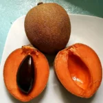 Buy Red Chiku (Manilkara Zapota) "Red Sapota" - Plant from Nursery NisargaBuy Red Chiku (Manilkara Zapota) "Red Sapota" - Plant from Nursery Nisarga