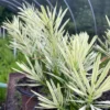 Buy Variegated Buddhist Pine | Podocarpus macrophyllus " Variegatus " – Plant from Nursery Nisarga