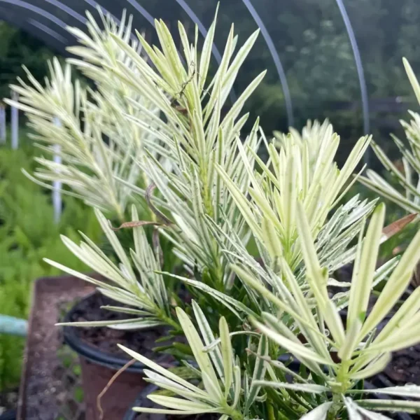 Buy Variegated Buddhist Pine | Podocarpus macrophyllus " Variegatus " – Plant from Nursery Nisarga