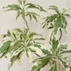 Buy Variegated Baobab "Adansonia digitata" - plant from Nursery Nisarga
