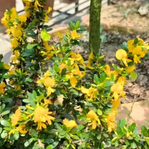 Buy Yellow Braya (Trifidacanthus unifoliolatus) – Plant from Nursery Nisarga