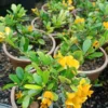 Buy Yellow Braya (Trifidacanthus unifoliolatus) – Plant from Nursery Nisarga