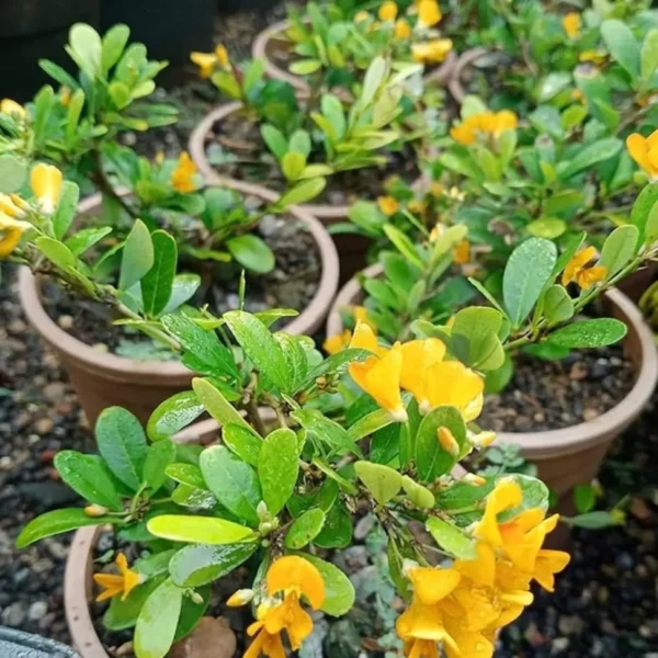 Buy Yellow Braya (Trifidacanthus unifoliolatus) – Plant from Nursery Nisarga