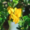 Buy Yellow Braya (Trifidacanthus unifoliolatus) – Plant from Nursery Nisarga