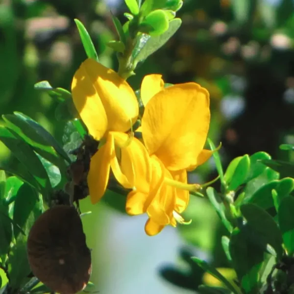 Buy Yellow Braya (Trifidacanthus unifoliolatus) – Plant from Nursery Nisarga