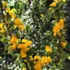 Buy Yellow Braya (Trifidacanthus unifoliolatus) – Plant from Nursery Nisarga