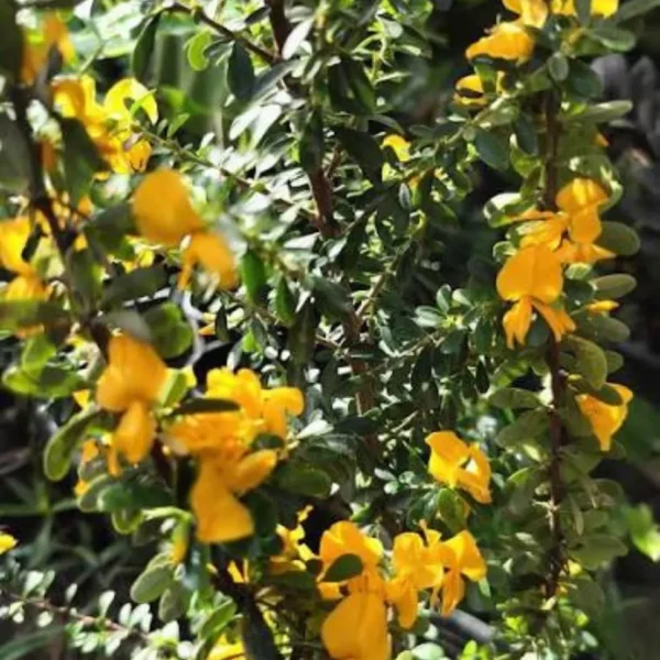 Buy Yellow Braya (Trifidacanthus unifoliolatus) – Plant from Nursery Nisarga