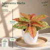 Buy Festive Decor Aglaonema Plants Combo (Pack of 6) from Nursery Nisarga