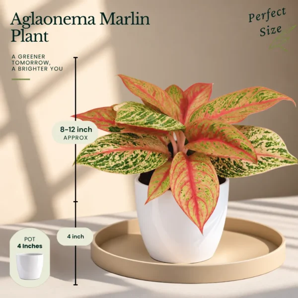 Buy Festive Decor Aglaonema Plants Combo (Pack of 6) from Nursery Nisarga