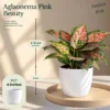 Buy Festive Decor Aglaonema Plants Combo (Pack of 6) from Nursery Nisarga