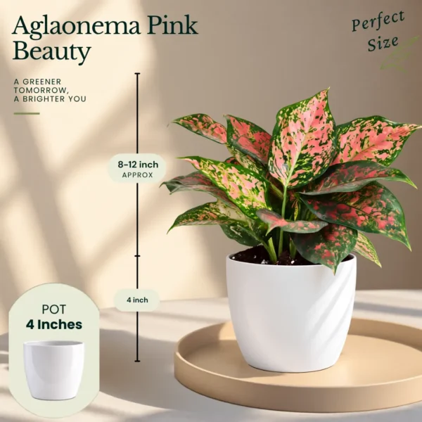 Buy Festive Decor Aglaonema Plants Combo (Pack of 6) from Nursery Nisarga