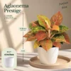 Buy Festive Decor Aglaonema Plants Combo (Pack of 6) from Nursery Nisarga