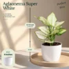 Buy Festive Decor Aglaonema Plants Combo (Pack of 6) from Nursery Nisarga