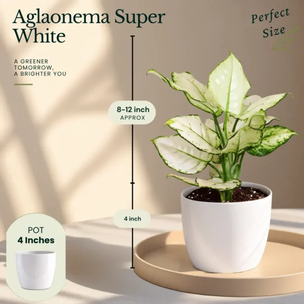 Buy Festive Decor Aglaonema Plants Combo (Pack of 6) from Nursery Nisarga