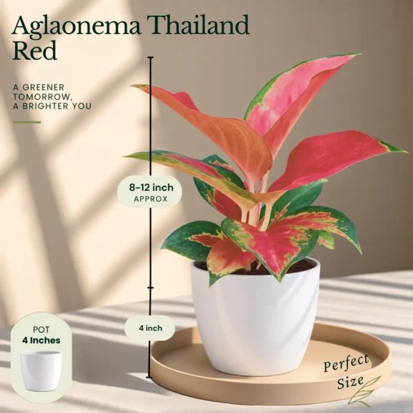 Buy Festive Decor Aglaonema Plants Combo (Pack of 6) from Nursery Nisarga