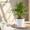 Buy Festive Decor Air Purifying Plants Combo (8 Inch, Pack of 5) from Nursery Nisarga