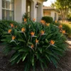 Buy Bird of Paradise “Strelitzia reginae” -Plant from Nursery Nisarga