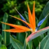 Buy Bird of Paradise “Strelitzia reginae” -Plant from Nursery Nisarga