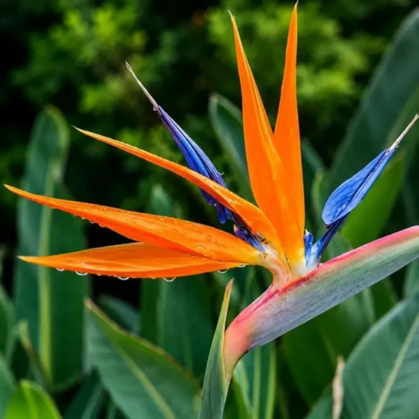 Buy Bird of Paradise “Strelitzia reginae” -Plant from Nursery Nisarga