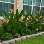 Buy Bird of paradise / Strelitzia reginae / Crane flower – Plant from Nursery Nisarga