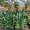 Buy Bird of paradise / Strelitzia reginae / Crane flower – Plant from Nursery Nisarga