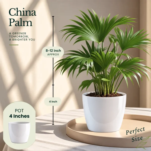 Buy Festive Decor Air Purifying Plants Combo (8 Inch, Pack of 5) from Nursery Nisarga