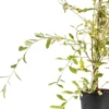 Buy Curtain Creeper “Variegated” – Plant From Nursery Nisarga