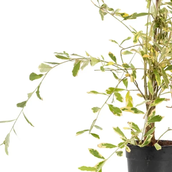 Buy Curtain Creeper “Variegated” – Plant From Nursery Nisarga