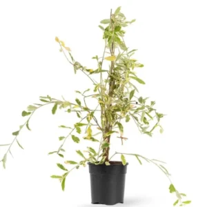 Buy Curtain Creeper “Variegated” – Plant From Nursery Nisarga