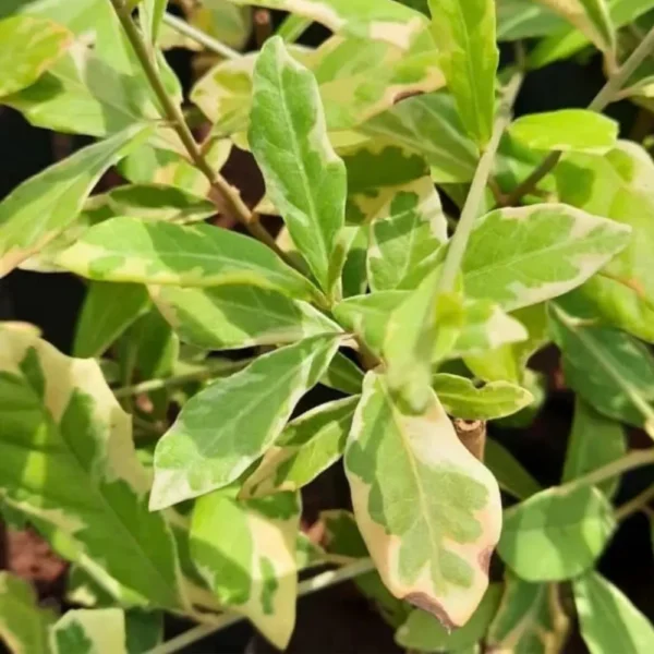 Buy Curtain Creeper “Variegated” – Plant From Nursery Nisarga