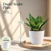 Buy Festive Decor Air Purifying Plants Combo (8 Inch, Pack of 5) from Nursery Nisarga