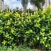 Buy Eranthemum "Pseuderanthemum"- Plant from Nursery Nisarga