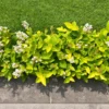 Buy Eranthemum "Pseuderanthemum"- Plant from Nursery Nisarga
