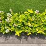 Buy Eranthemum "Pseuderanthemum"- Plant from Nursery Nisarga