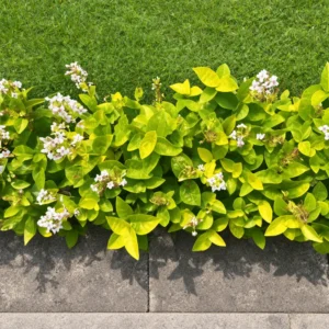 Buy Eranthemum "Pseuderanthemum"- Plant from Nursery Nisarga