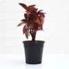 Buy Eranthemum "Pseuderanthemum"- Plant from Nursery Nisarga