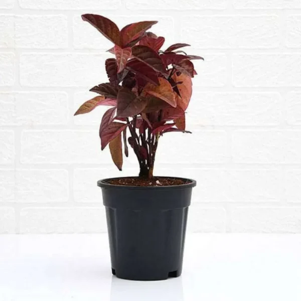 Buy Eranthemum "Pseuderanthemum"- Plant from Nursery Nisarga