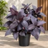 Buy Eranthemum "Pseuderanthemum"- Plant from Nursery Nisarga